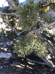 Phoradendron bolleanum densum