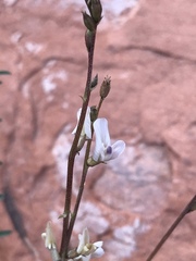 Astragalus remotus