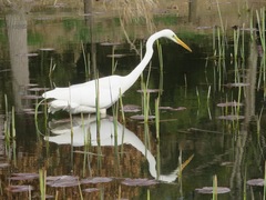 Ardea alba