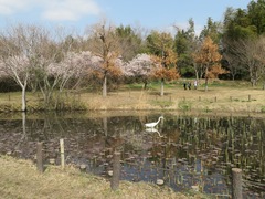 Ardea alba