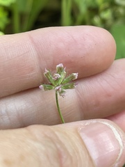 Trifolium bifidum decipiens