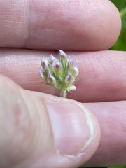 Trifolium bifidum decipiens