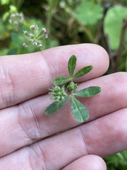 Trifolium bifidum decipiens