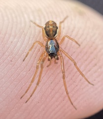 Pachygnatha autumnalis
