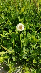 Trifolium repens