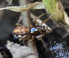 Pachygnatha autumnalis