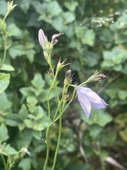 Wahlenbergia grandiflora