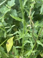 Wahlenbergia grandiflora