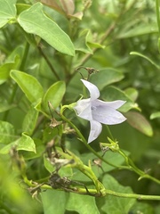 Wahlenbergia grandiflora