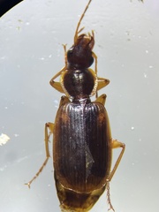 Cymindis limbata