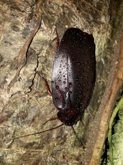 Megaloblatta blaberoides