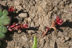 Crassula solieri