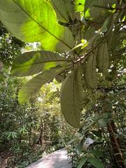 Palaquium obovatum