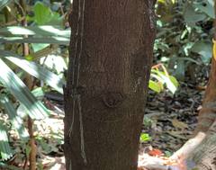 Palaquium obovatum