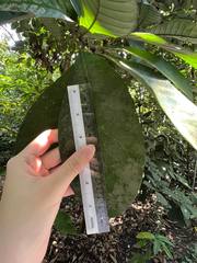 Palaquium obovatum