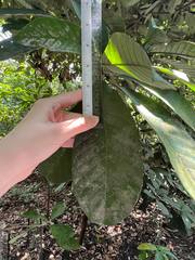 Palaquium obovatum