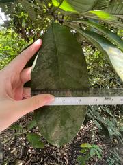 Palaquium obovatum