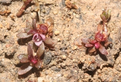 Elatine brachysperma