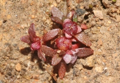 Elatine brachysperma