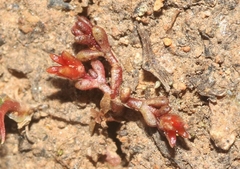 Crassula solieri