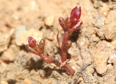 Crassula solieri