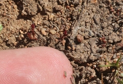 Crassula solieri