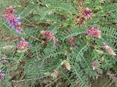 Astragalus bisulcatus