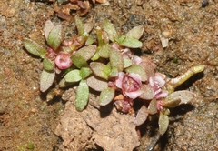 Elatine brachysperma
