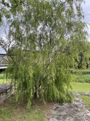 Leptospermum madidum