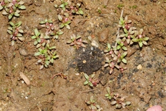 Elatine brachysperma