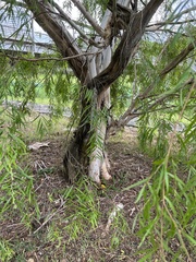 Leptospermum madidum