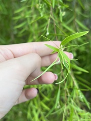 Leptospermum madidum