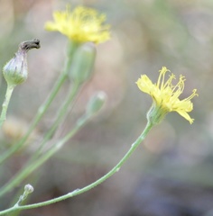 Hieracium commersonii
