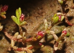 Crassula solieri