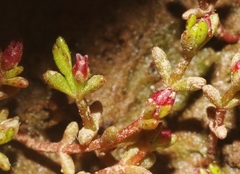 Crassula solieri