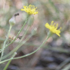 Hieracium commersonii