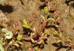 Crassula solieri