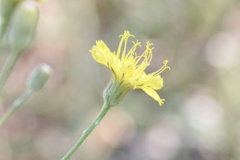 Hieracium commersonii