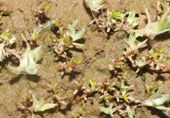 Crassula solieri
