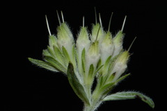 Lithospermum molle