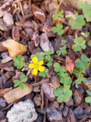 Oxalis corniculata corniculata