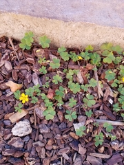 Oxalis corniculata corniculata