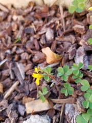 Oxalis corniculata corniculata