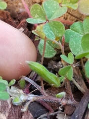 Oxalis corniculata corniculata