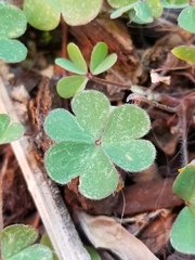 Oxalis corniculata corniculata