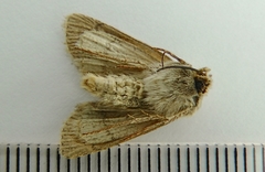 Euxoa fumalis