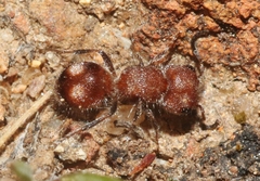 Pseudomethoca athamas