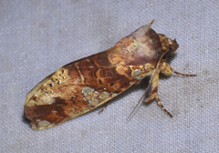 Chliara cresus
