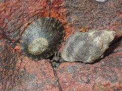 Cellana radians