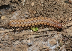 Harpogonopus confluentus